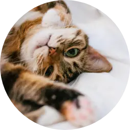 Gezelschapsdieren